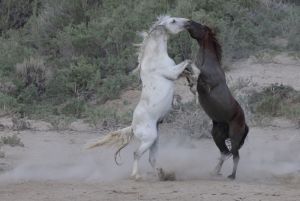 Wild Mustangs Fighting 
