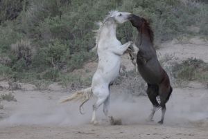 Wild Mustangs Fighting  