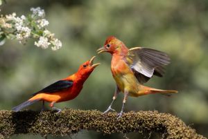 Scarlet Tanager & Summer Tanager  