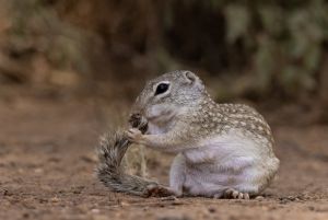 Ground Squirrel  