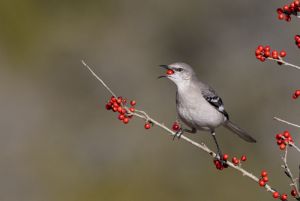 Northern Mockingbird  