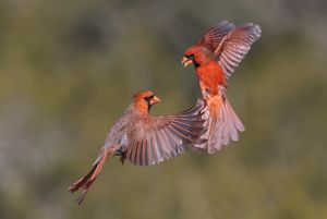 Northern Cardinal, Cardinalis cardinalis in Flight  