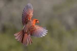 Northern Cardinal, Cardinalis cardinalis in Flight 