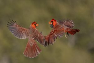 Northern Cardinals 