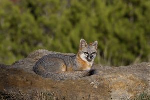 Gray Fox   