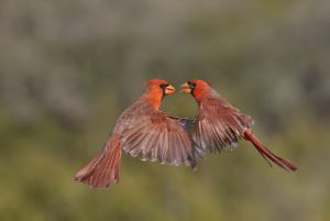 Northern Cardinals 