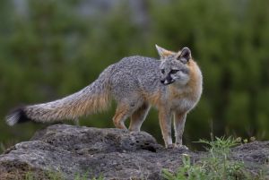 Gray Fox  