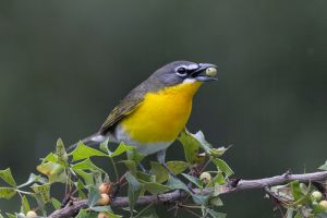  Yellow-brested Chat  