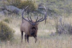 Bull Elk  