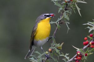  Yellow-brested Chat 
