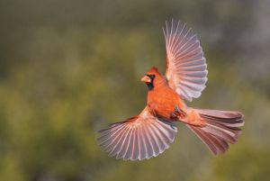 Northern Cardinal, Cardinalis cardinalis 