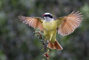 Kiskadee  
