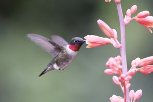 Ruby-throated Hummingbird  