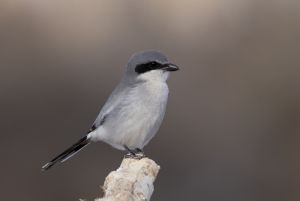 Loggerhead Shrike  