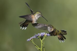 A-1972 Broad-tailed Hummingbirds-Females 