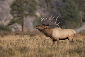 Bull Elk Grand Teton National Park  