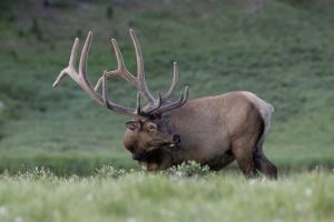 Bull Elk in Velvet  