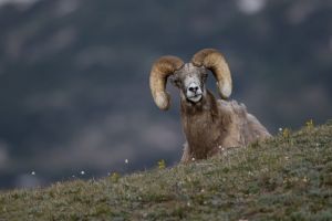Big Horn Sheep  