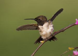 A-1924 Black-chinned Hummingbird 
