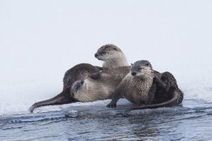 B-0788 River Otters  