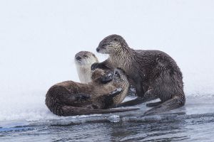 B-0789 River Otters 