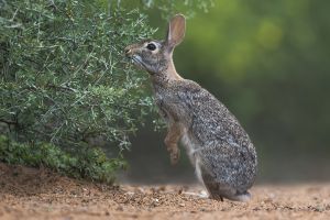B-0792 Cottontail Rabbit  