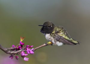 A-2014 Black-chinned Hummingbird 