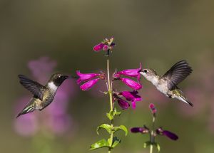 A-1932 Black-chinned Hummingbirds 