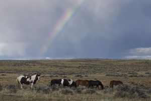 B-0802 Wild Mustangs & Rainbow  