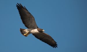 A-0274 Whitetail Hawk Whitetail Hawk