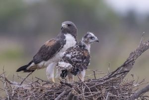 Whitetail Hawks 